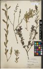 Foto von Salix purpurea L.